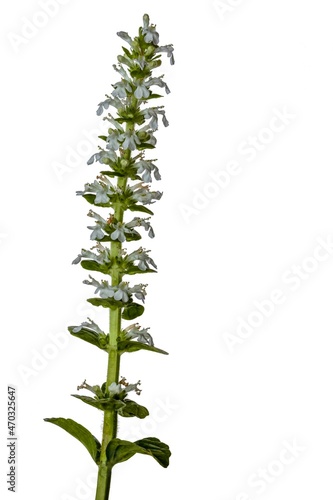 Fresh leaves and white inflorescence of Stachys recta plant.Isolated.