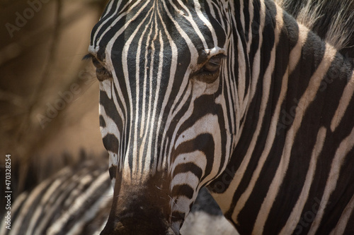Zebra in Kenya in the savannah  Africa. Zebras are African equines with distinctive black-and-white striped coats. Family Equidae