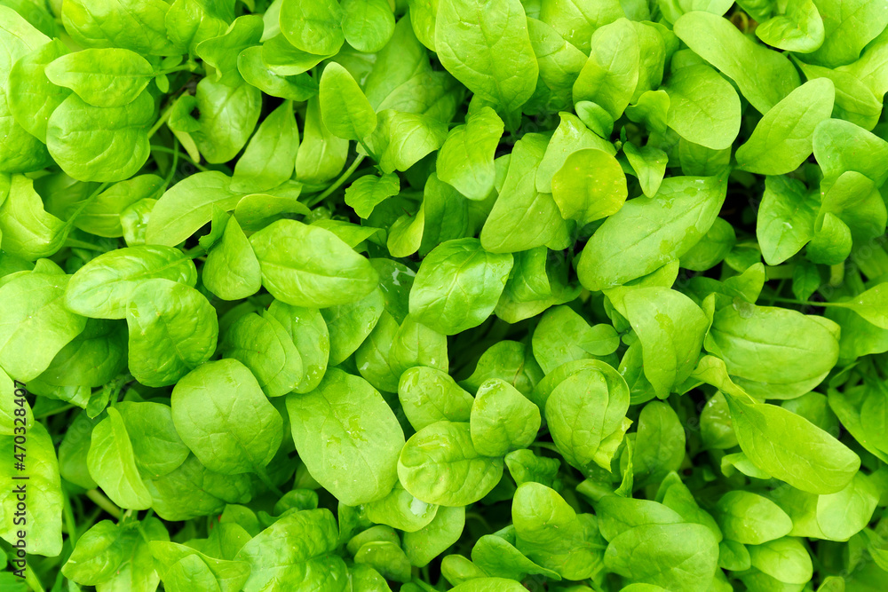 Spinach leaves washed for detox drink, close-up, water drops on the leaves. Background texture Spinach leaves washed for detox drink, close-up, water drops on the leaves. Background texture
