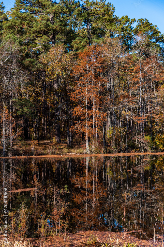 Fall at Carvers Creek State Park in Spring Lake, NC Fall at Carvers Creek State Park in Spring Lake, NC