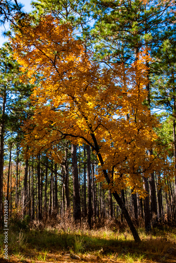 Fall at Carvers Creek State Park in Spring Lake, NC