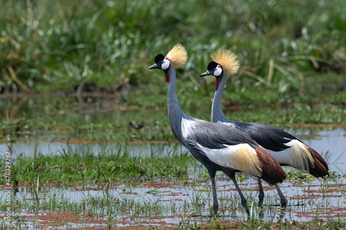 Two grey crowned crane  Balearica regulorum   also known as the African crowned crane  golden crested crane  golden-crowned crane  East African crane  East African crowned crane  African Crane  Easter