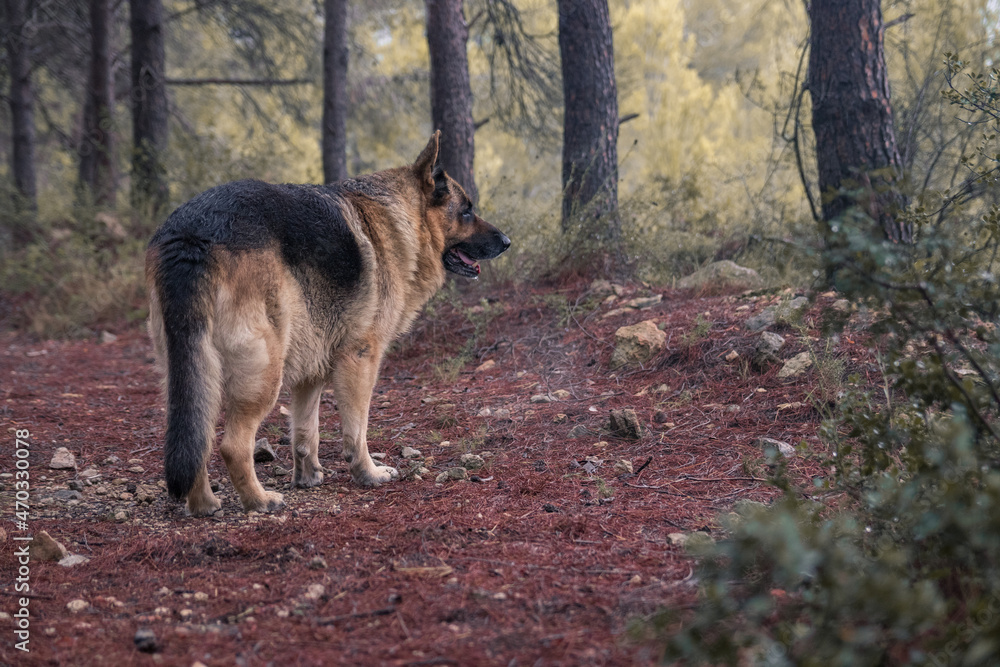 German shepherd dog walking through a rainy forest in autumn German shepherd dog walking through a rainy forest in autumn