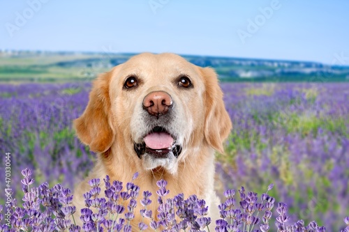 portrait cute dog in summer in the colors of flowers © BillionPhotos.com