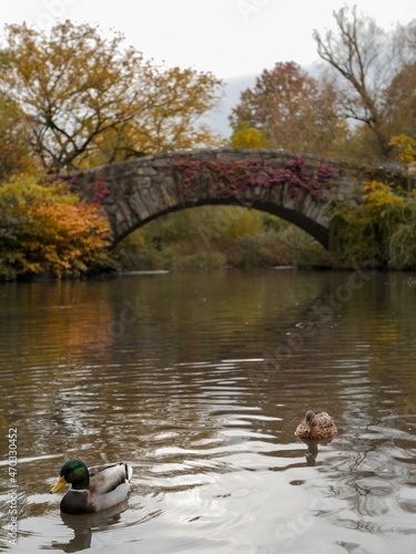 autumn bridge in central park