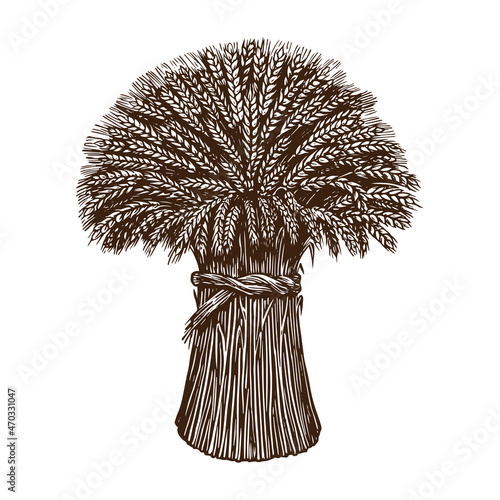 Sheaf of wheat sketch. Organic ingredient for baking bread. Vector engraving illustration