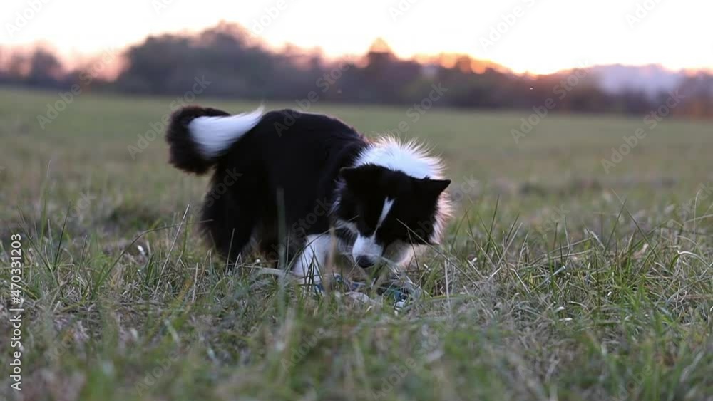 Excited Border Collie Plays with Toy in the Grass Field. Slow Motion of Happy Black and White Dog Outside during Sunset.
