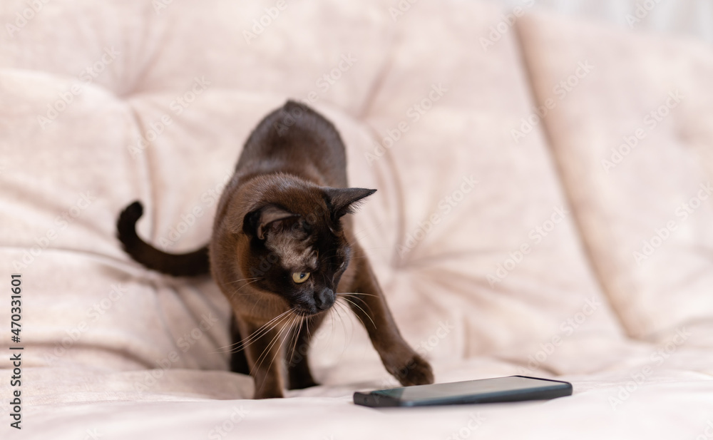 Obraz premium Black cat with white whiskers looking suspiciously at the phone. Cat stretching its paw to smartphone. Pet and modern gadget on the couch.