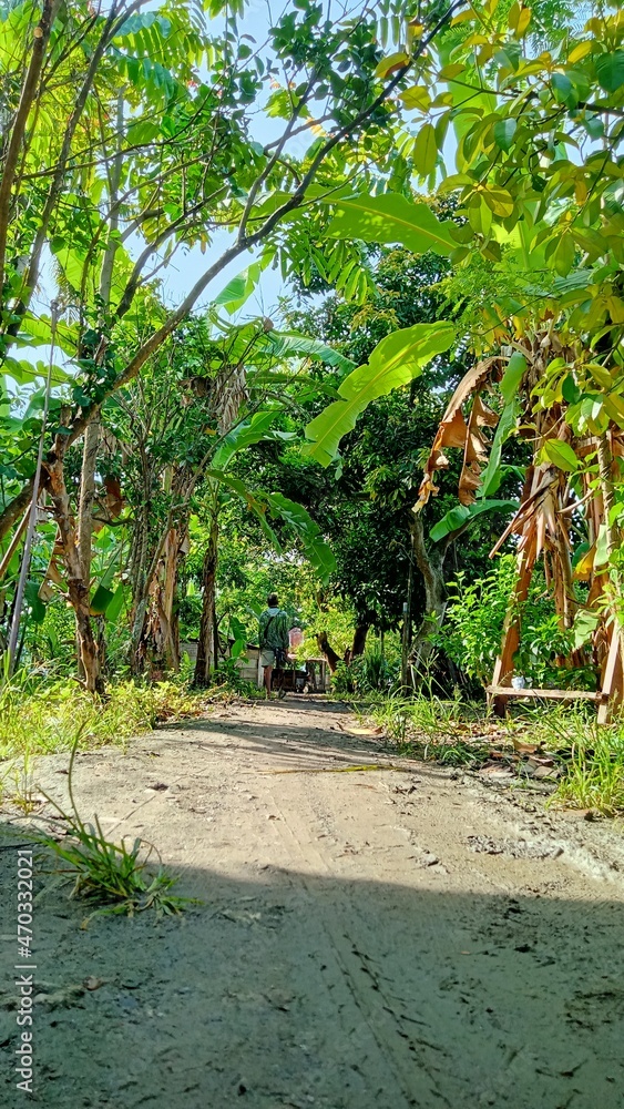 path in the jungle path in the jungle