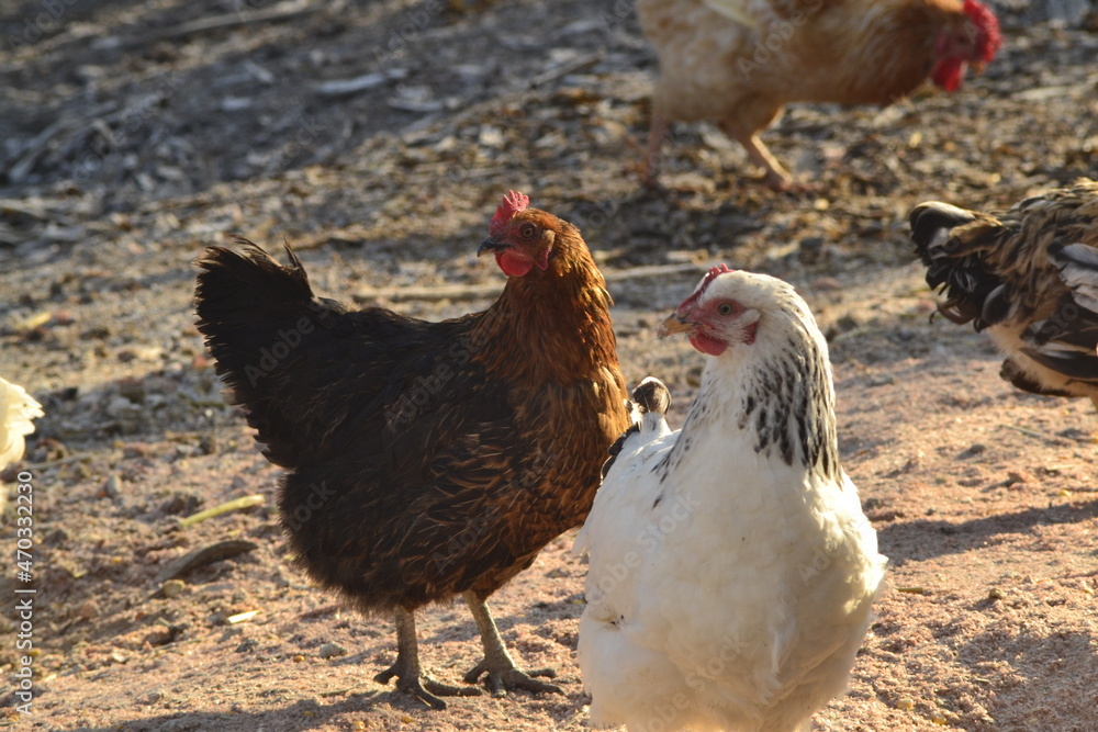 Naklejka premium красавицы курицы