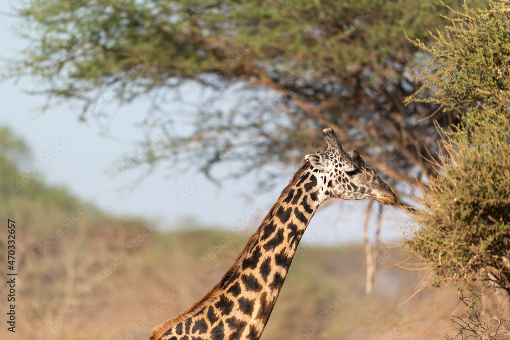 Obraz premium Giraffe in Kenya on safari, Africa. The giraffe is an African artiodactyl mammal, the tallest living terrestrial animal and the largest ruminant