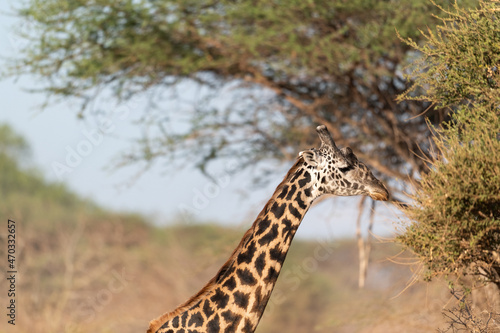 Giraffe in Kenya on safari  Africa. The giraffe is an African artiodactyl mammal  the tallest living terrestrial animal and the largest ruminant