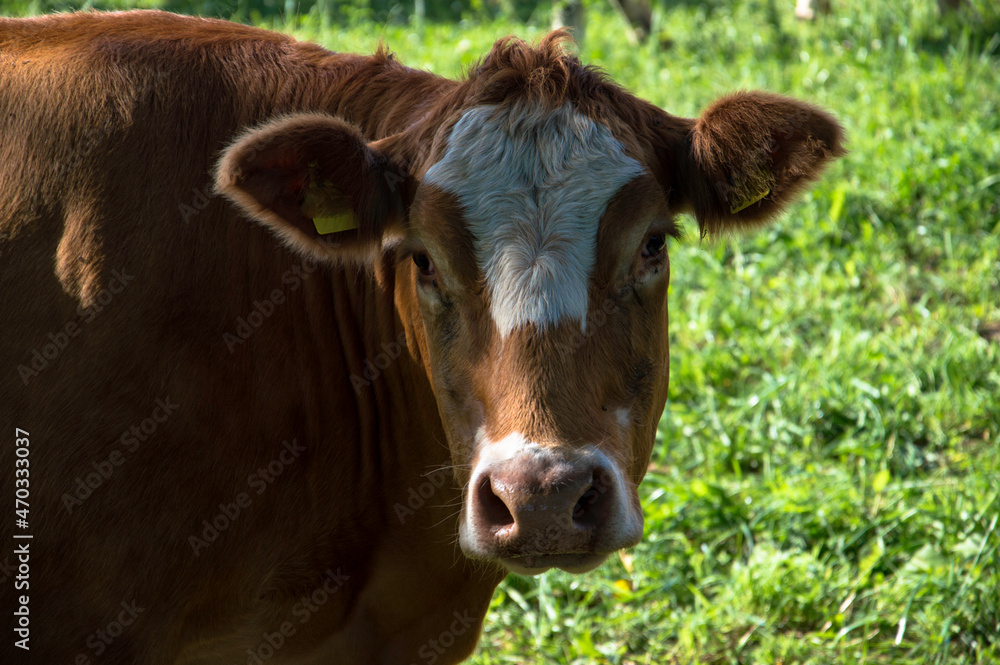 Tiere auf dem Bauernhof
Tiere auf dem Bauernhof