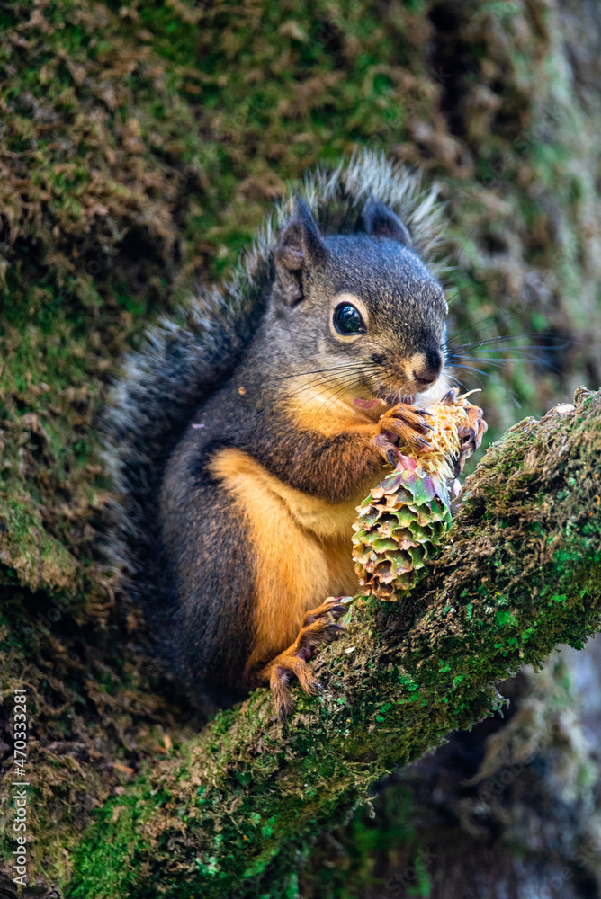 Douglas squirrel or Tamiasciurus douglasii species found on the west coast Douglas squirrel or Tamiasciurus douglasii species found on the west coast