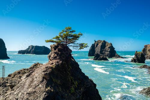 Pine tree on top of a rock at Secret beach photo