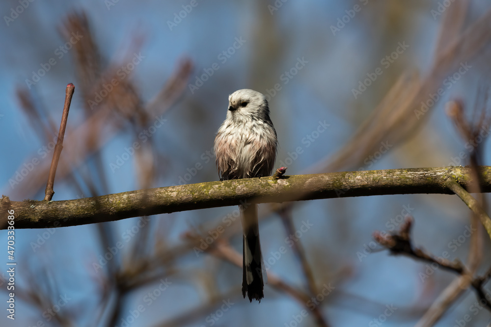 Long-tailed Tit sitting on a twig, Aegithalos caudatus, bird with white feathers and black tail, small European bird, fast and agile, looks like a small white ball Long-tailed Tit sitting on a twig, Aegithalos caudatus, bird with white feathers and black tail, small European bird, fast and agile, looks like a small white ball