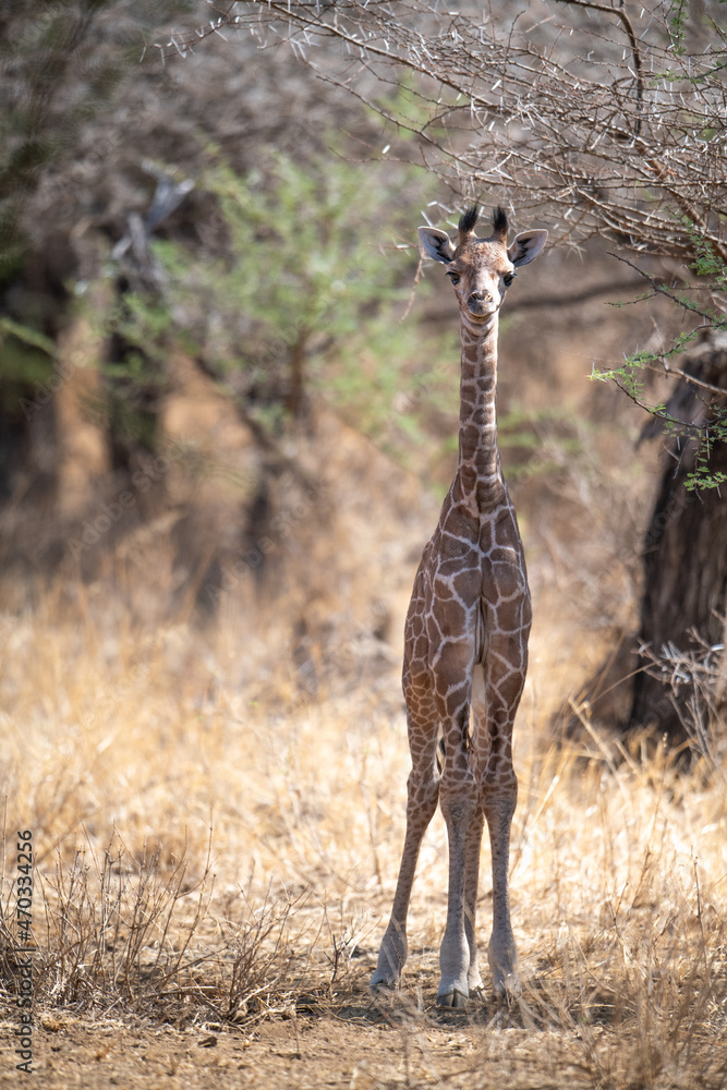 Giraffe In Kennya On Safari Africa African Artiodactyl Mammal The giraffe-in-kennya-on-safari-africa-african-artiodactyl-mammal-the