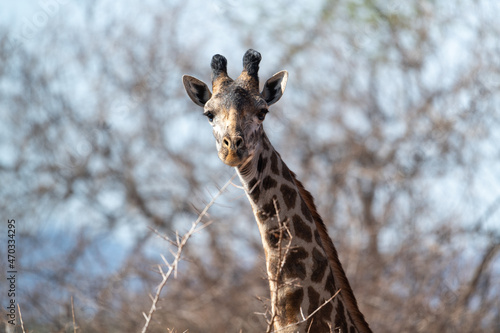 Giraffe in Kenya on safari, Africa. The giraffe is an African artiodactyl mammal, the tallest living terrestrial animal and the largest ruminant