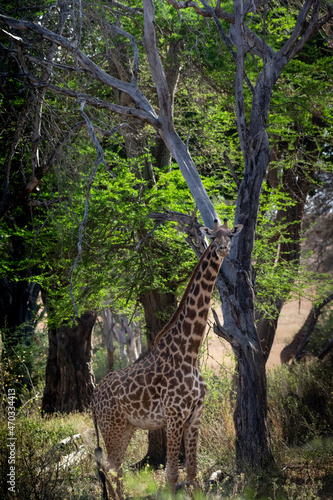 Giraffe in Kenya on safari, Africa. The giraffe is an African artiodactyl mammal, the tallest living terrestrial animal and the largest ruminant