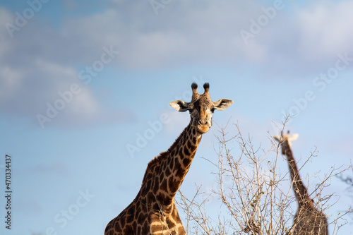 Giraffe in Kenya on safari, Africa. The giraffe is an African artiodactyl mammal, the tallest living terrestrial animal and the largest ruminant