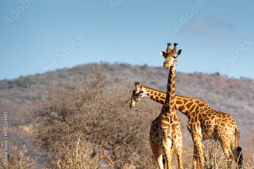 Giraffe in Kennya on safari, Africa. African artiodactyl mammal, the tallest living terrestrial animal and the largest ruminant. 