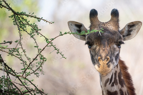 Giraffe in Kenya on safari, Africa. The giraffe is an African artiodactyl mammal, the tallest living terrestrial animal and the largest ruminant