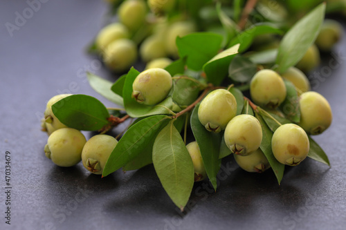 Myrtle berries and myrtle plant on gray background