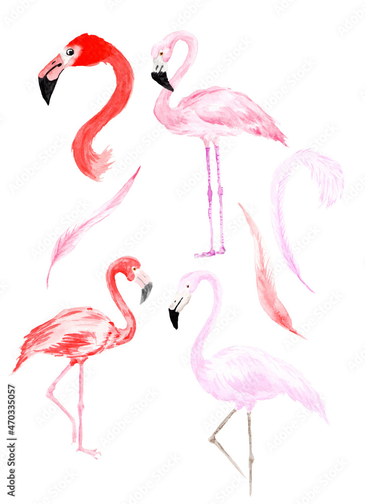 Obraz premium Hand drawn watercolor tropical birds set of flamingo