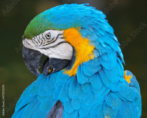 blue and yellow macaw up close