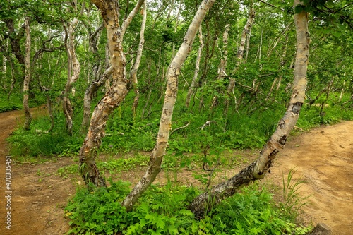 Betula ermanii, or Erman's birch in Kamchatka, Russia photo