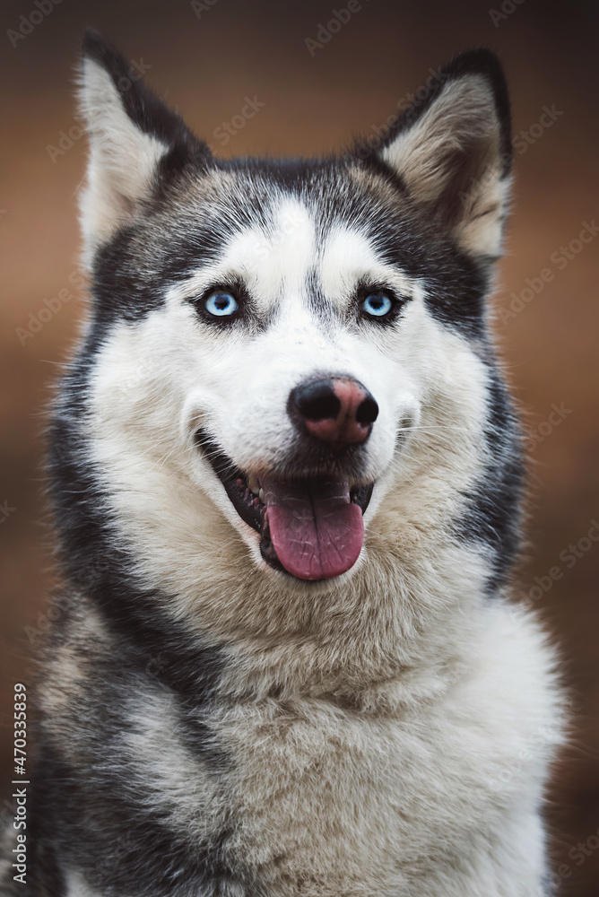 Siberian husky detail portrait
