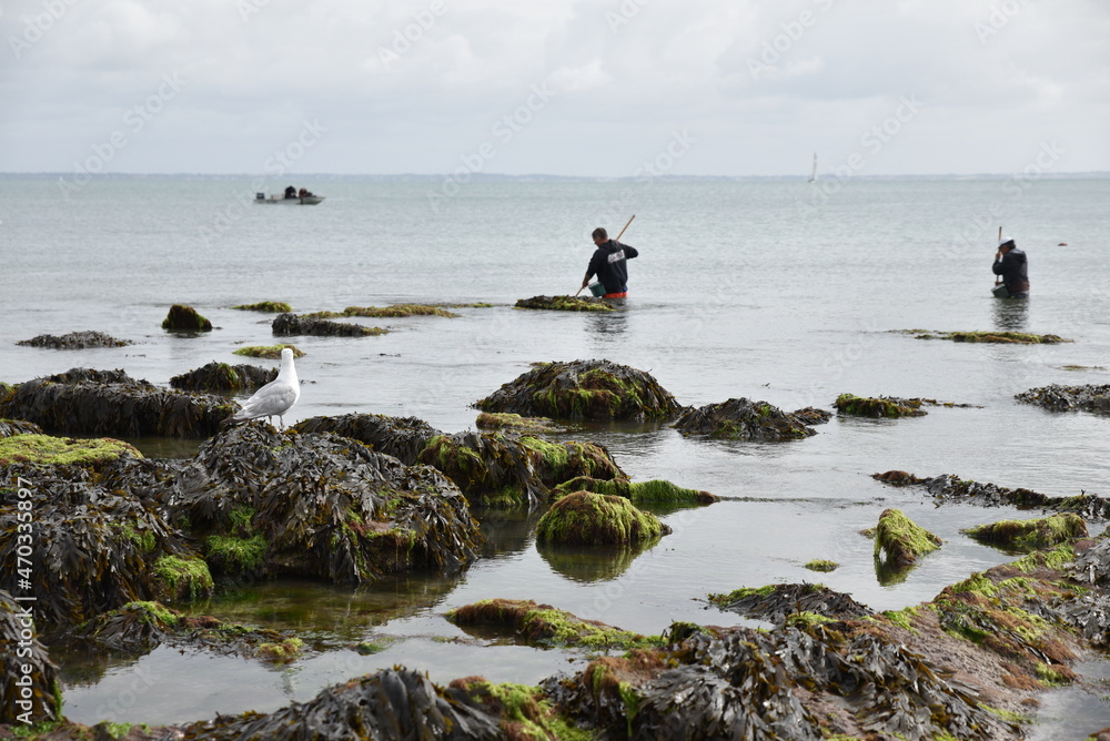 Pêche à marée basse à Noirmoutier, France