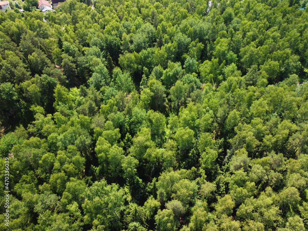 Forest background shooting from a copter