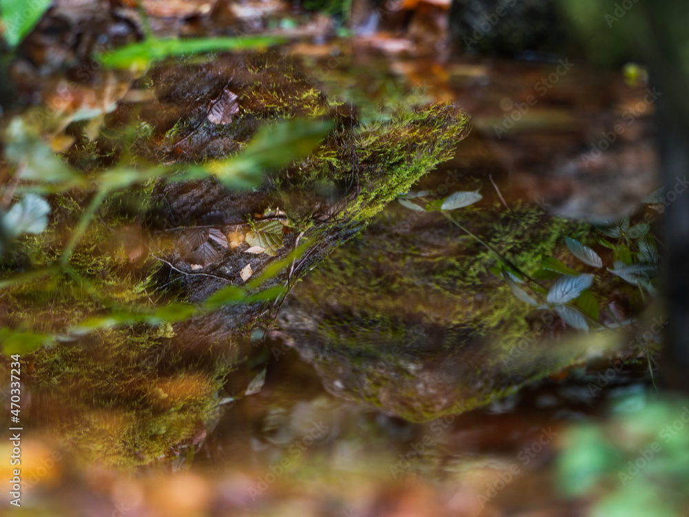 Obraz premium Moss on the tree