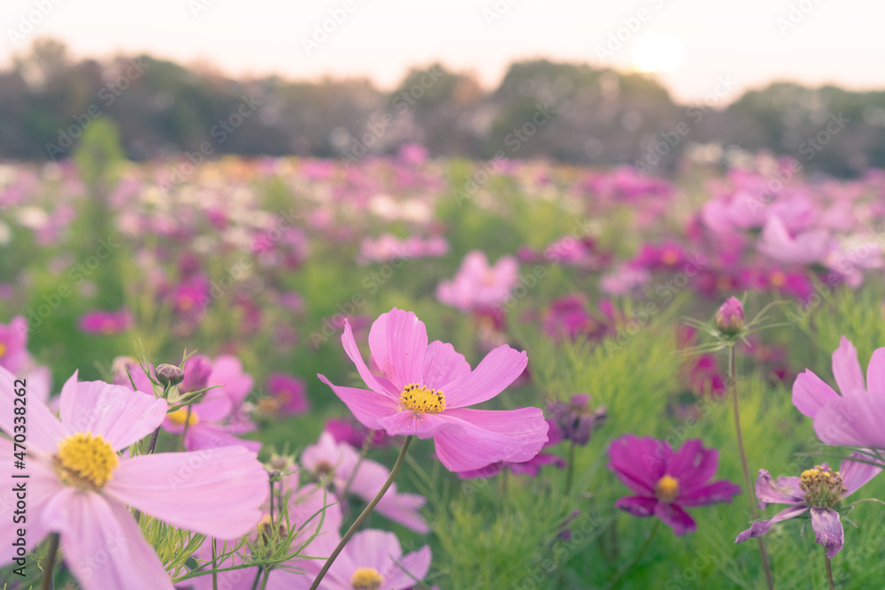 field of flowers