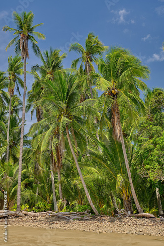Palm trees on the beach at Playa Pajaro in Costa Rica
