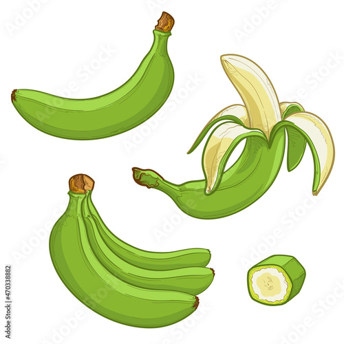 Whole, peeled and sliced green Bananas. Collection of vector illustration isolated on white background. 