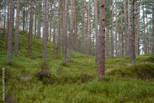 Lush green undergrowth in a pine forest