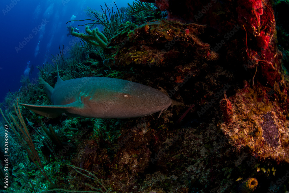 Fototapeta premium coral reef with fish