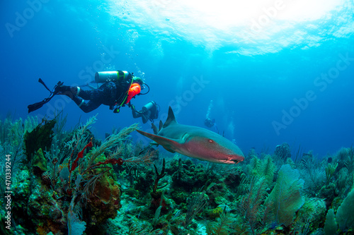 scuba divers with a nurse shark 