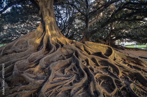 Grandes raíces de ombu en primer plano que demuestran firmeza, fuerza y confianza.