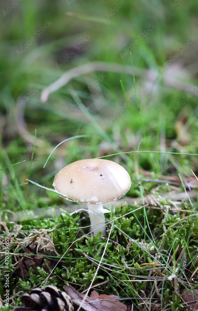 Eine Makroaufnahme eines Pilz im Wald. Essbar, giftig oder nicht genießbar?
Eine Makroaufnahme eines Pilz im Wald. Essbar, giftig oder nicht genießbar?