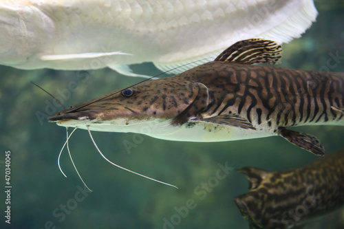 Pseudoplatystoma tigrinum fish, the tiger sorubim long whiskered catfish. Beautiful exotic predator fish against blurred background. photo