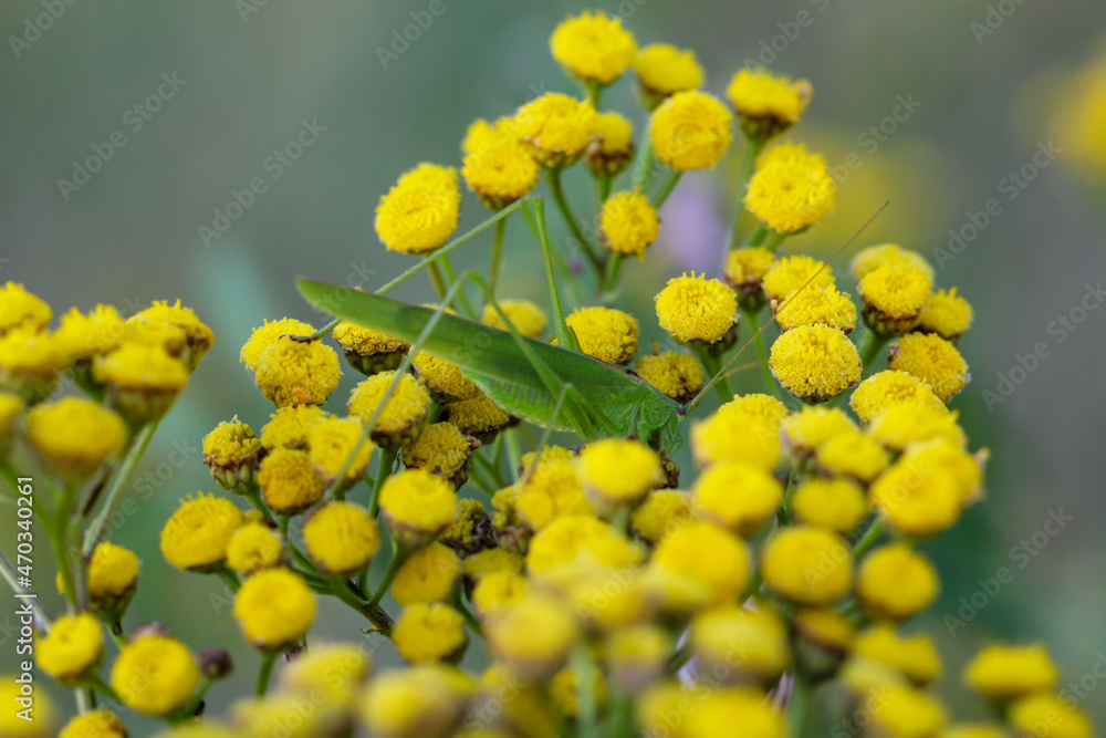 Obraz premium Ein Grashüpfer, eine Grille sitzt auf einer Pflanze. 
