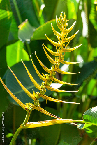 Heliconia Gloriosa 