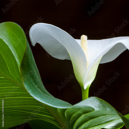 Die weisse Calla gehört zu den Aronstabgewächsen photo