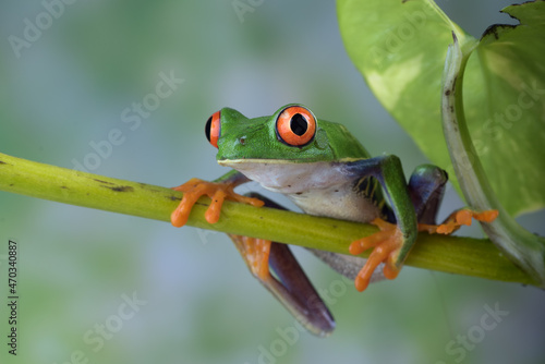 Red-eyed tree frog hanging on a tree 