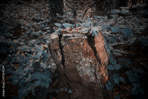 Forest closeup