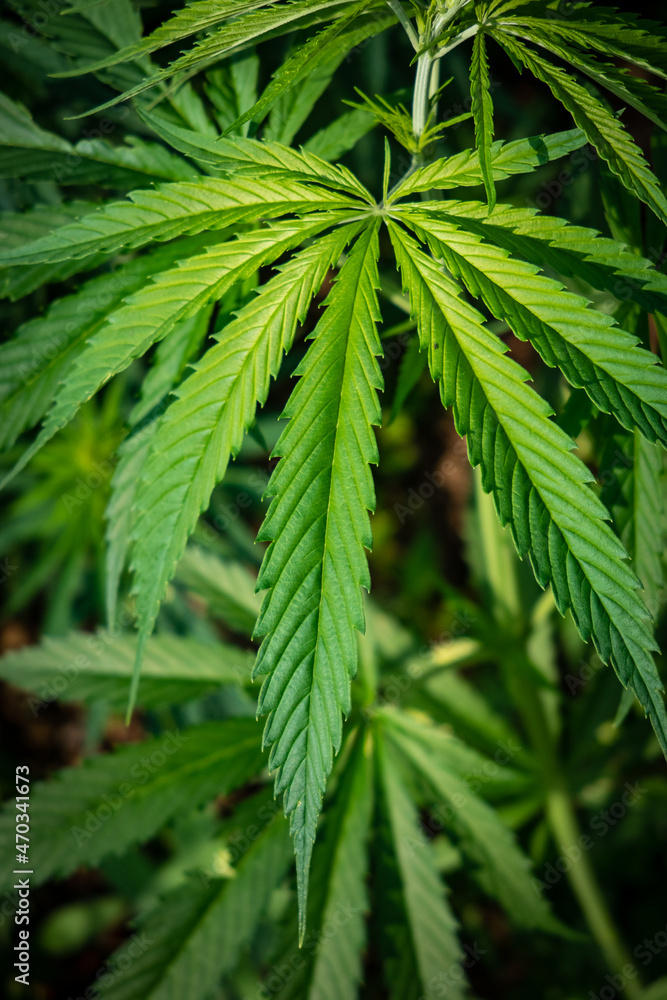 cannabis grass in sunshine close up cannabis grass in sunshine close up