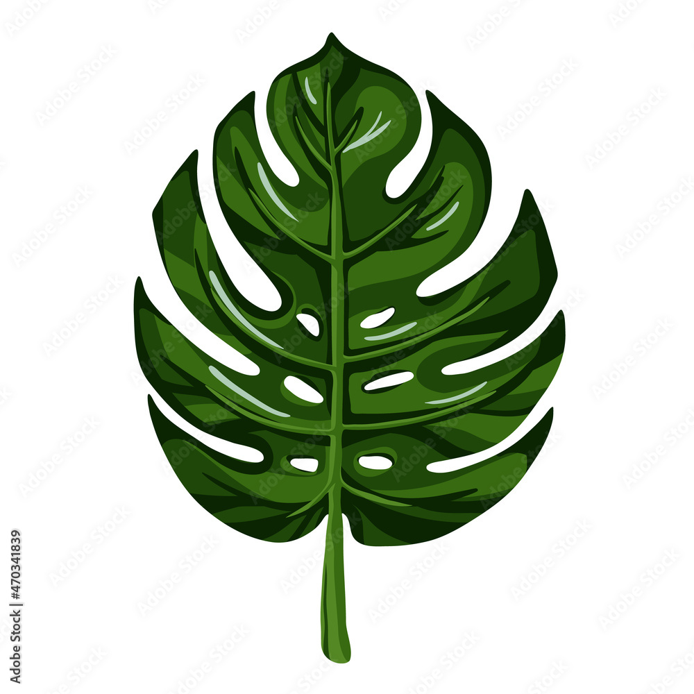 Monstera leaf, floral hand drawn sketch isolated on white. Bright green color. Vector for tropical nature template, organic products design, rainforest plant illustration, exotic patterns. Monstera leaf, floral hand drawn sketch isolated on white. Bright green color. Vector for tropical nature template, organic products design, rainforest plant illustration, exotic patterns.
